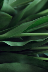 Succulent leaves of green plants tulips as a background. Wallpaper. Plant pattern. Grass close-up. Selective focus.