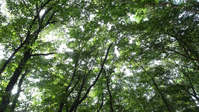 クヌギ林をローアングルからの木洩れ日。固定撮影。環境音あり、蝉しぐれ音