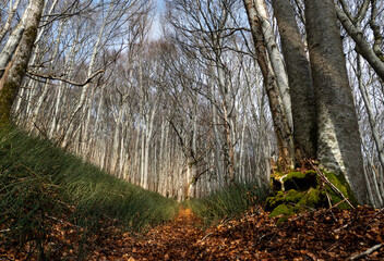 Chemin en forêt