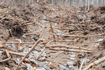 Fire ditch with torn tree roots.