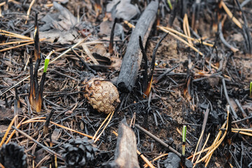 Charred forest ground after fire.