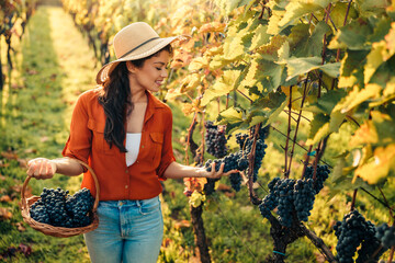 Woman with basket of grapes in vineyard
