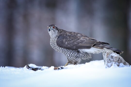 Northern goshawk, accipiter gentilis, sitting on snow in winter from side. Wild raptor looking on snowy meadow. Feathered animal standing next to dead prey.