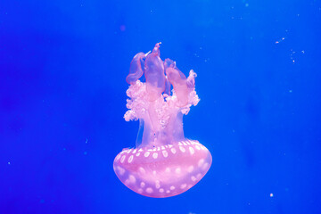 macro of a beautiful jellyfish mastigias papua