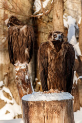 beautiful vultures sit on a stump in the snow