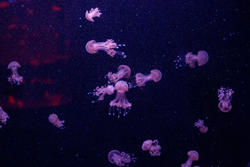 Obraz na płótnie Canvas macro of a beautiful jellyfish phyllorhiza punctata