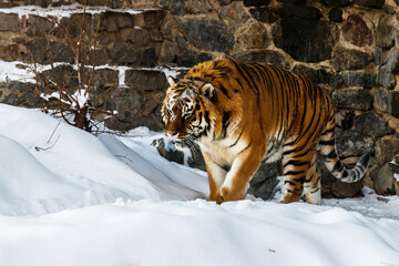 beautiful panthera tigris on a snowy road