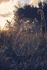 large cobweb covered in dew. High quality photo