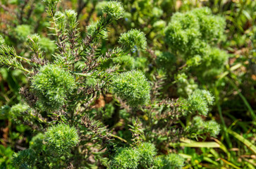 Background Of A Wild Plant