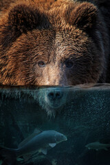 Portrait bear half in the water. Underwater world with fish and bubbles