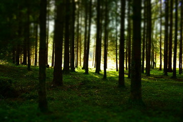 Forest in the morning