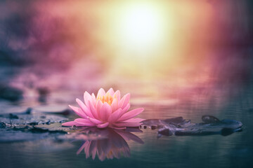 Lotus flower in water with sunshine
 - Powered by Adobe