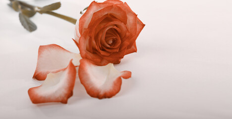 Soft focus red brown rose flower bouquet and petas. Horizontal copy space beige pink background.