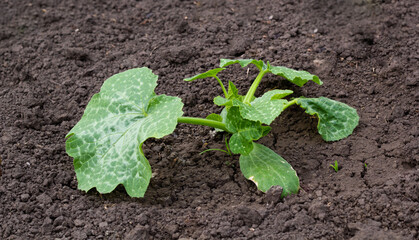 Seedlings of zucchini grow in the garden. Close-up. High quality photo. copy space 