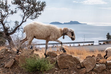 Schaf auf Kreta