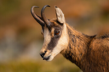 Detail of tatra chamois, rupicapra rupicapra tatrica, licking mouth in summertime. Wild goat...