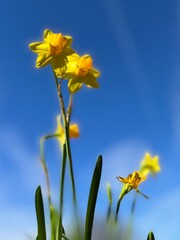 yellow daffodils against blue sky