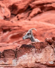 Papier Peint photo Lavable Corail chèvre de montagne dans le désert