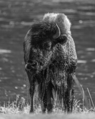 american buffalo in the park