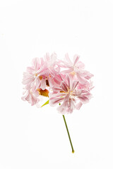 flower on the white background