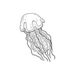 Jellyfish. Vector wild ocean animal underwater life doodle black white line isolated illustration.
