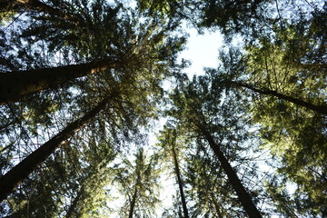 trees and sky. trees in the forest
