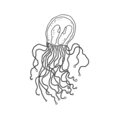 Jellyfish. Vector wild ocean animal underwater life doodle black white line isolated illustration.