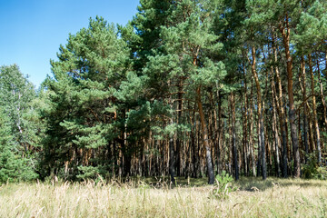 grass with spikelets near a coniferous forest in summer