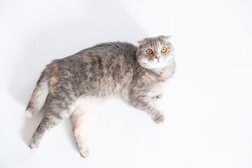 Gray-blue Scottish Fold cat on white background