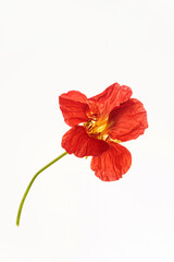 flower on the white background