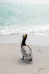 pelican on the beach