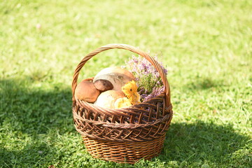 Fototapeta na wymiar Basket with mushrooms on the grass. porcini mushrooms, boletus and chanterelles in the basket 