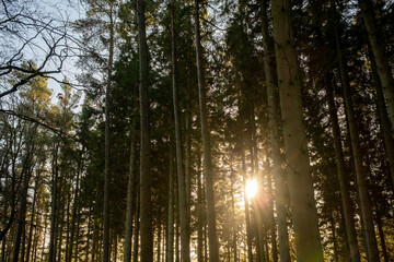 Kielder England Tall tree trunks with golden winter sun peeping through - Kielder Forest
