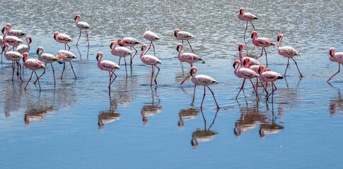 Naklejka na ściany i meble Flamboyance of Lesser Flamingos, Walvis Bay, Namibia