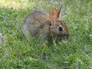 Young Rabbit In Grass