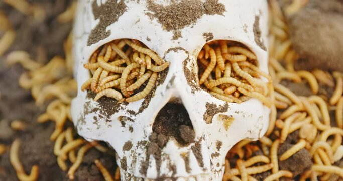 Maggots crawling in dead skull