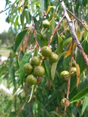 green olives on tree