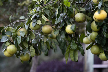 Citrus Mandarin Oranges Plant. Backyard Fruit Garden. Unripe Juicy Fruits. Self Sufficient Gardening concept.