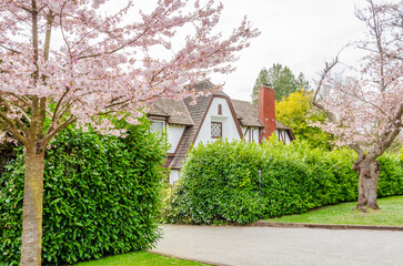 Houses in suburb with Spring Blossom in the north America. Luxury houses with nice white and pink coloured landscape.
