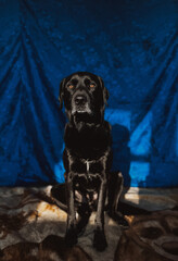 Black Labrador Posing 444