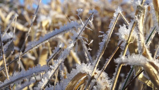 Winterlandschaft mit Eiskristalle am Gras im Winter bei Frost