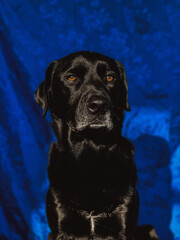 Black Labrador posing 2