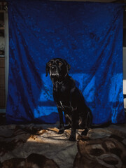 Black Labrador posing