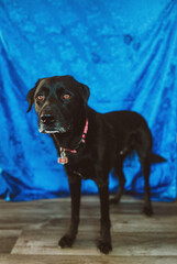 Black Labrador posing
