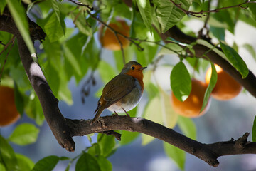 European robin (ERITHACUS RUBECULA) in orange tree background