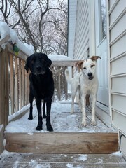 Black Labrador on steps 3