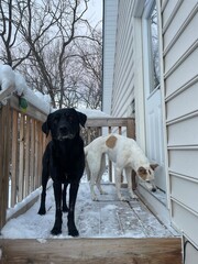 Black Labrador on steps 2