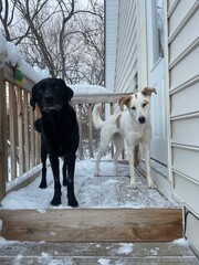 Black Labrador on steps