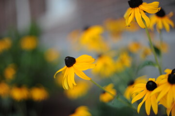 black eyed Susans