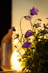 flowers und glass lamp light.